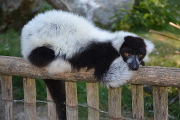 Maki vari noir et blanc