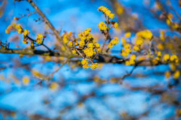 Springtime on the field