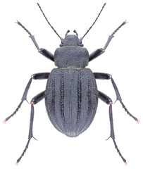 Lasiostola pubescens is a species of darkling beetle in the family Tenebrionidae. Isolated darkling beetle on white background.