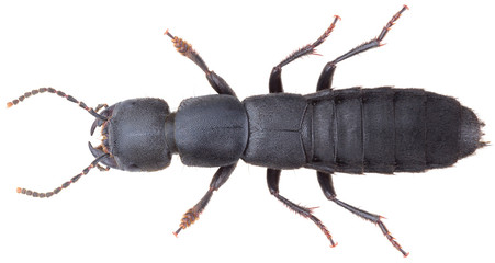 Ocypus nitens is a species of large rove beetle in the family Staphylinidae. Isolated Rove beetle on white background.