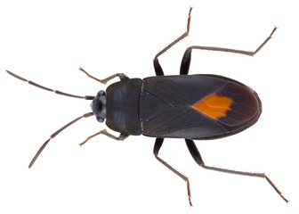 Aphanus rolandri is a genus of true bugs in the family Lygaeidae, the milkweed bugs. Seed bug...