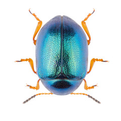 Leaf beetle Colaphus sophiae isolated on white background. Dorsal view of Colaphus beetle.