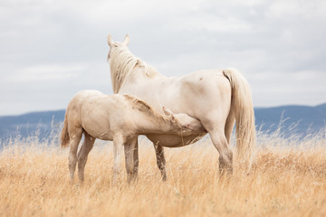 family of white horses eating in the grass in the middle of nature