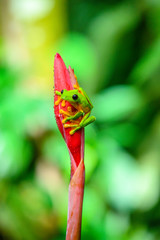 Red-eyed Tree Frog, Agalychnis callidryas, sitting on the green leave in tropical forest in Costa Rica.