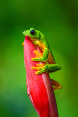 Red-eyed Tree Frog, Agalychnis callidryas, sitting on the green leave in tropical forest in Costa Rica.