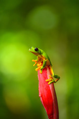 Red-eyed Tree Frog, Agalychnis callidryas, sitting on the green leave in tropical forest in Costa Rica.