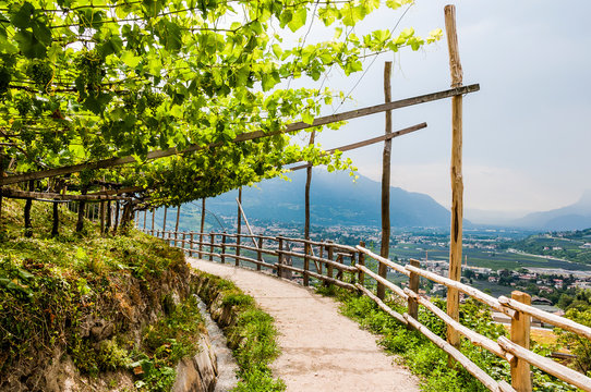 Algund, Waalweg, Weinberg, Weinpergola, Weinbauer, Vinschgau, S&uuml;dtirol,  