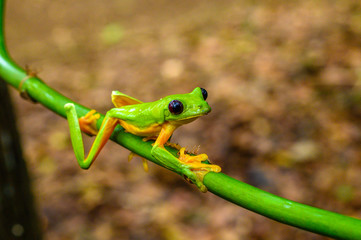 Red-eyed Tree Frog, Agalychnis callidryas, sitting on the green leave in tropical forest in Costa Rica.