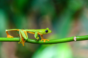 Red-eyed Tree Frog, Agalychnis callidryas, sitting on the green leave in tropical forest in Costa Rica.