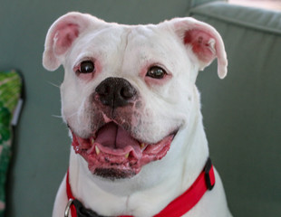 Happy White Boxer Dog Smiling with a Red Collar 