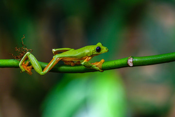 Red-eyed Tree Frog, Agalychnis callidryas, sitting on the green leave in tropical forest in Costa Rica.