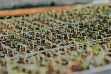 Obraz premium Close up of Flower and Vegetable Seedings in Greenhouse