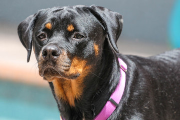 portrait of a dog Rottweiler 