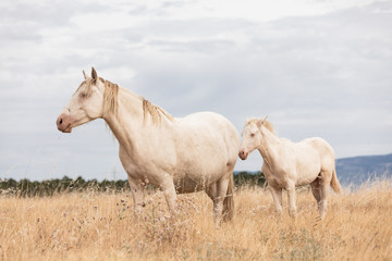 family of white horses eating in the grass in the middle of nature