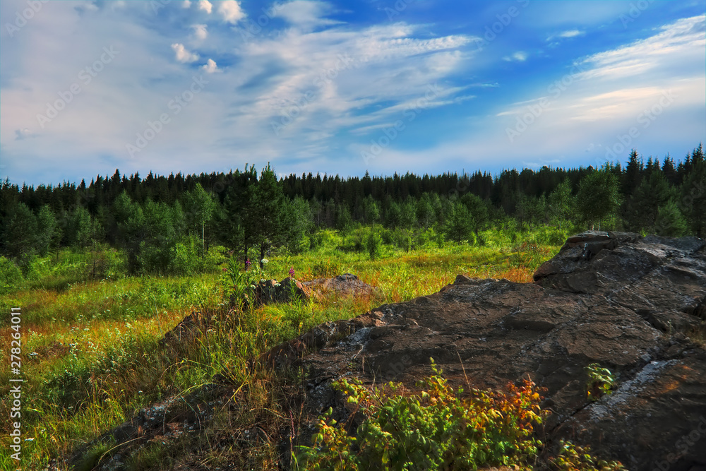 Wall mural Summer meadow landscape with green grass and wild flowers on the background of a coniferous forest.