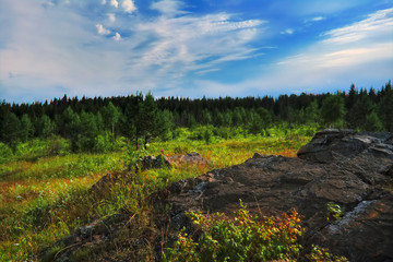 Summer meadow landscape with green grass and wild flowers on the background of a coniferous forest.