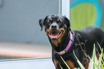 Smiling Happy Portrait of a Dog / Rottweiler in a purple collar