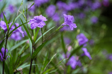 Purple Flowers 