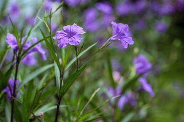 Purple Flowers 