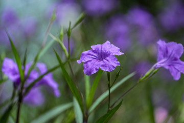 Purple Flowers 