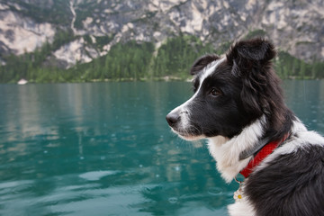 Young black and white border collie dog portrait on blue mountain lake background. Lago di Braies, Italy.