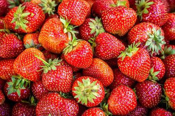 Harvested ripe, sweet garden strawberries