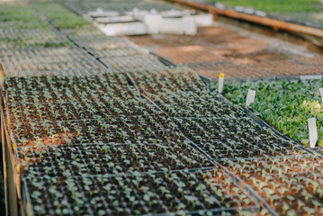 Close up of Flower and Vegetable Seedings in Greenhouse