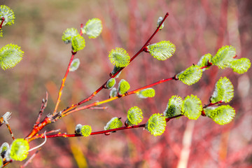 Flowers at the springtime