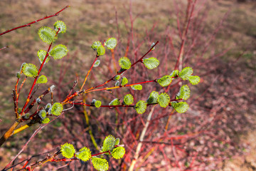 Flowers at the springtime
