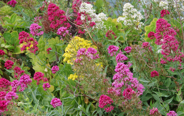 A bed of a variety of colorful flowers in a town garden