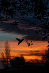 Fototapeta na wymiar Hummingbird in a amazing and colorfull sunset