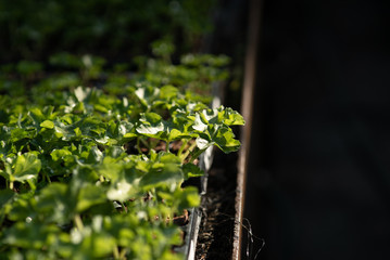 Close up of Flower and Vegetable Seedings in Greenhouse