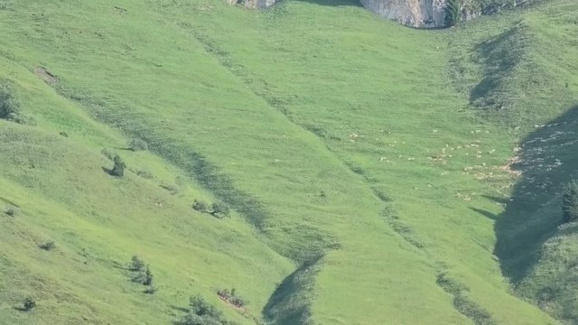gregge nel pascolo prealpino