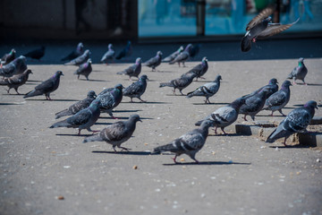 Pigeons on the city