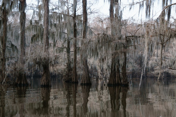 Bald Cypress Row at Caddo Lake
