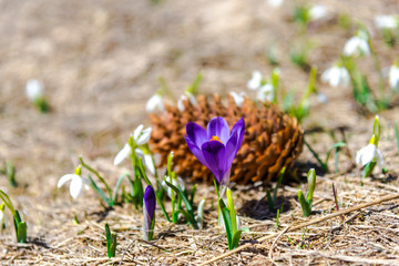 Wild spring flowerrs