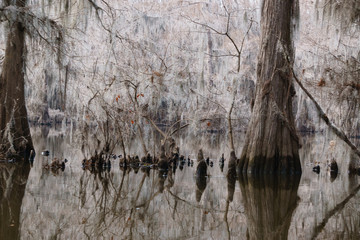 Cypress Knees in Swamp