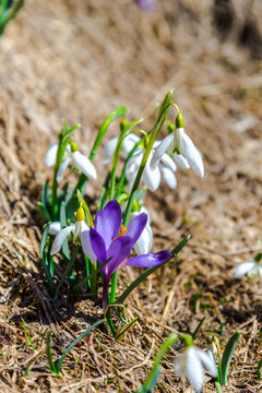 Wild spring flowerrs