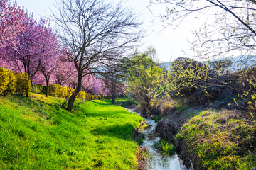 Obraz premium Spring flowers trees