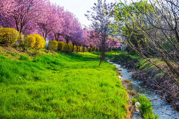 Spring flowers trees