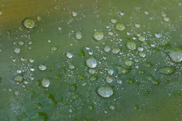 Water drops on a green leaf in a garden