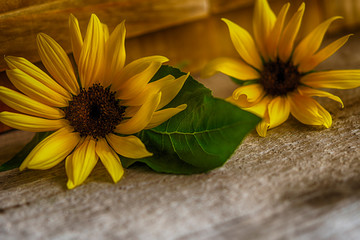 Sonnenblumen auf Holz