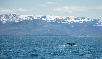 huge humpback whale (Megaptera novaeangliae) seen from the boat near capital of whales Husavik, Iceland, Europe.