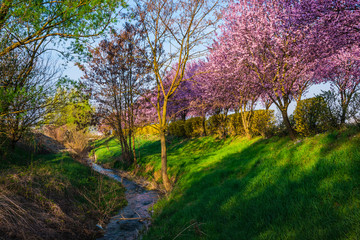 Fototapeta premium Spring flowers trees