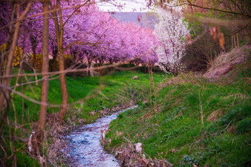 Spring flowers trees
