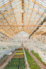 Close up of Flower and Vegetable Seedings in Greenhouse
