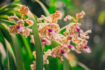 orchid flowers in the jungle