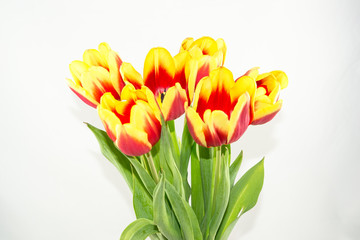 A bouquet of tulips of different colors