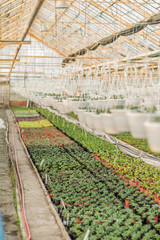 Close up of Flower and Vegetable Seedings in Greenhouse