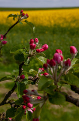 Appleblossom Germany spring